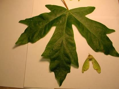 Acer macrophyllum (SAPINDACEAE) big-leaf maple Western side of British Columbia through S.