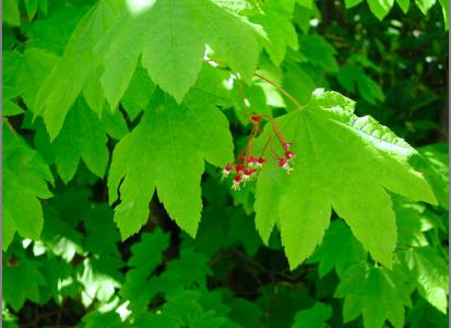 Acer circinatum (SAPINDACEAE) vine maple W.