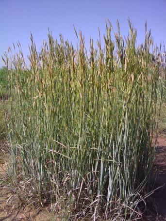 Big Bluestem- Andropogon gerardii Height: 3-9 ft. Drought Tolerance: Excellent Seeds per Pound: 150,000 Seeding Rate: 5-10 lb/ac Seeding Depth: ¼- ½ in.