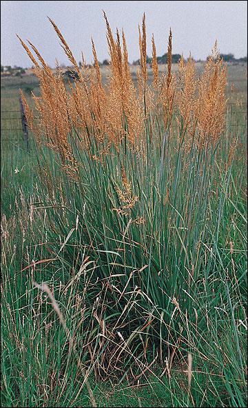 Indiangrass- Sorghastrum nutans Height: 3-7 ft. Drought Tolerance: Excellent Seeds per Pound: 180,000 Seeding Rate: 5-10 lb/ac Seeding Depth: ¼- ½ in.