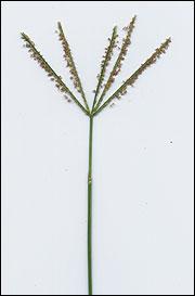 Introduced Warm-Season Grasses Perennials Caucasian