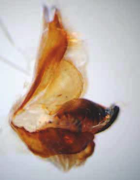 9: Endoclita fahringeri sp.