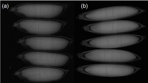 Fissures in rough rice kernels were detectable in both the width and thickness orientations. Figure 5 shows an X-ray image of five rough rice kernels positioned in both orientations.