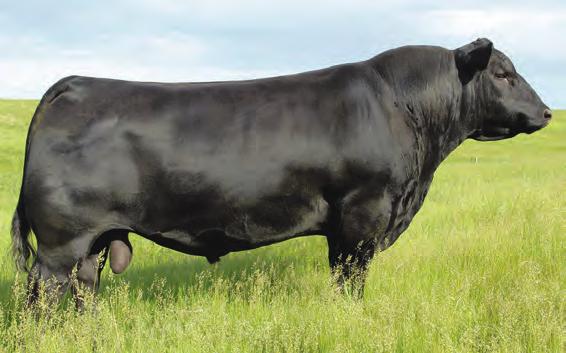 Angus Bulls Reference Sire GENECALLY ENHANCING YOUR ASSETS S A V ANGUS VALLEY 1867 [ AMF-CAF-D2F-DDF-M1F-NHF-OSF ] Birth Date: 1-5-2011 Bull +17016630 Tattoo: 1867 CE BW WW YW MILK +12 +.