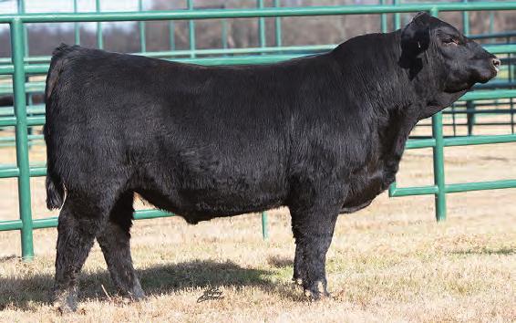 GENECALLY ENHANCING YOUR ASSETS Angus Yearling Bulls Developed here on the ranch is an offering of yearling bulls directly off the top of our embryo program.