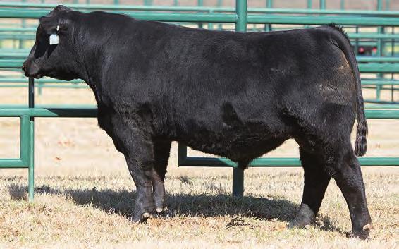 Angus Yearling Bulls GENECALLY ENHANCING YOUR ASSETS CCLC Resource 6430-73 CCLC SOURCE 6409 75 Birth Date: 2-16-2016 Bull +18674849 Tattoo: 6409 #RR Rito 707 +Rito 707 of Ideal 3407 7075 Ideal 3407