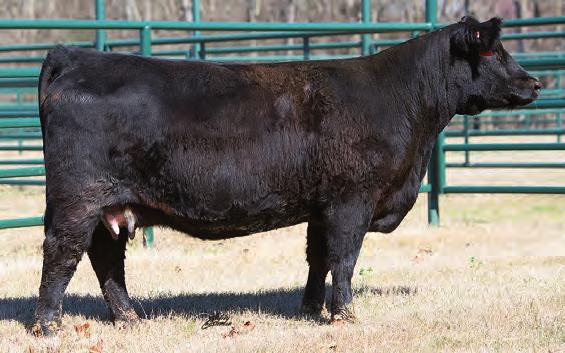 GENECALLY ENHANCING YOUR ASSETS Choctaw Females Earlier this winter we decided to disperse our spring calving females in our sale to provide more room for our growing fall calving program.