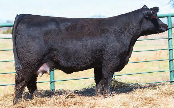 Choctaw Females GENECALLY ENHANCING YOUR ASSETS CCLC Miss Upgrade B4031-102 CCLC O ILLY PRODUCT 4008 [ OSF ] 104 Birth Date: 10-13-2014 Cow 18366311 Tattoo: 4008 #Sitz Traveler 8180 SAV Emulous 8145