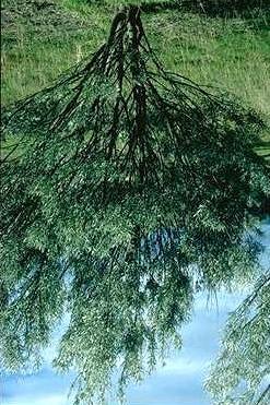 LOCAL NAMES English (,dark heartwood); Trade name () BOTANIC DESCRIPTION Acacia aneura is a perennial, evergreen, often single-stemmed tree, 10-15 m tall in high rainfall areas.