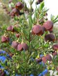 growing in rockeries or on display in a pot Boronia dichotoma Erect. slender perennial. herb or shrub 0.25-1.