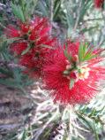 The flowers can be sucked for their nectar or soaked in water to make a sweet drink. Callistemon citrinus Endeavour Dense green shrub 2.5m h x 2.5m w Flw:Large red brushes Spring Fol:Bright green.