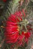 Jerramungup, Lake Grace, Pingelly, Plantagenet, Ravensthorpe, Wanneroo, Wongan-Ballidu, Yilgarn This is a fast growing specimen plant with bright red half bottlebrush flowers.