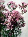 Chamelaucium Susie Shrub 1m h x 1m w Flw:Pink Spring - Summer Sand,Loam,Coastal Cultivar Good for cut flowers Chorilaena quercifolia Shrub 0.