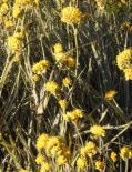 3m h Flw:Bright yellow Jan - Dec Fol:Silver/Green Avon Wheatbelt, Carnarvon, Central Kimberley, Central Ranges, Coolgardie, Esperance Plains, Gascoyne, Geraldton Sandplains,