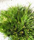 Conostylis seorsiflora Rhizomatous. perennial. grass-like 0.02-0.