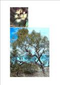 Corymbia dichromophloia Tree 12-15m h Flw:Cream-white Feb to May Sand,Coastal Derby-West Kimberley, Halls Creek, Port