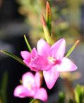 Feb to May Sand,Moist Halls Creek, Wyndham-East Kimberley Crowea Poorinda Ecstasy Shrub 1m h x 1m w Flw:pink All year