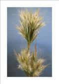 3- Lemon Grass Flw:green Nov to Dec or Jan to Jun Avon Wheatbelt, Carnarvon, Central Kimberley, Central Ranges,