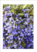 6m w Flw:blue/blue-purple Sep to Dec Sand Broomehill-Tambellup, Cranbrook, Denmark, Gnowangerup, Jerramungup, Plantagenet, Ravensthorpe, West Arthur CHARMING SPREADING PLANT. ROCKERY.