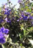 Flw:Blue May or Jul or Sep-Dec Sand,Loam,Gravel Esperance, Gnowangerup, Plantagenet, Ravensthorpe Dampiera purpurea Shrub 1m h x 1m w Flw:Purple Spring summer Moist,Adaptable NSW, QLD, Vic