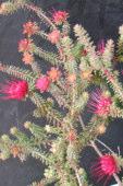 5-1m h x 1-2m w Flw:Pink Aug to Nov Fol:Grey/Green Sand,Coastal,Adaptable Northampton Darwinia squarrosa Pink Mountain Bell Threatened Flora (Declared