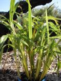 Rhizomatous. perennial. Herb 0.3-1.5m h x 0.5-2.