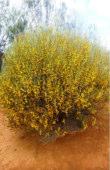 Acacia acuminata Rasberry Jam Wattle tree,shrub 6-10m h x 3-5m w Flw:yellow ball Dec to feb Fol:green Sand,Coastal Avon Wheatbelt P1, Avon Wheatbelt P2, Dandaragan Plateau, Eastern Goldfield,
