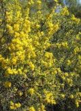 5-3m h x 1-2m Rigid Wattle Flw:yellow July - October Sand,Coastal Avon Wheatbelt P2, Eastern Mallee, Edel, Fitzgerald, Geraldton Hills, Hampton, Perth, Recherche, Southern Jarrah Forest, Warren,