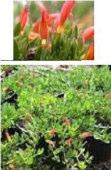 Southern Cross, Tallering, Western Mallee, Wooramel Tolerates saline areas Eremophila glabra Roseworthy Ground cover 0.