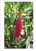 Eremophila latrobei Medium shrub 1-2m h Flw:Red to purplish red Winter to early summe Sand,Sun
