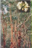 Eucalyptus accedens Powderbark Wandoo tree 8-25m h x 6-15m w Flw:white-cream Dec to Apr Loam,Gravel,Clay Beverley, Brookton, Carnamah, Chittering, Coorow, Cuballing,
