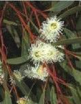 Eucalyptus botryoides Southern Mahogany, Bangalay tree 12-40m h x 10-25m w Flw:Cream Dec Feb Coastal,Adaptable VIC, NSW Tolerates Saline soils Eucalyptus burracoppinensis