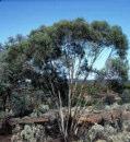 Eucalyptus celastriodes mallee or tree 2-8m h Flw:White Aug to Jan Sand,Clay Coolgardie, Dalwallinu,