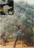Flw:Small white Sand,Loam,Gravel,Clay NSW, VIC Eucalyptus cladocalyx nana Bushy Sugar Gum Tree 8-15m h