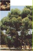 Marlock Mallee or tree 2-8m h Flw:yellow-green Aug to Nov Sand,Loam,Coastal,Adaptable Albany, Esperance,