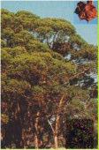Eucalyptus cornuta Yate Tree (mallee.