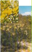 Eucalyptus eremophila Sand mallee WA,Tall Sand Mallee Mallee tree 3-8m h x 4-8m w Flw:white cream pink Aug to Dec Sand,Loam,Clay Bruce Rock, Coolgardie,