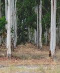 Flw:Cream Apr to Aug NSW, QLD Black Cockatoo : roosting tree Eucalyptus incrassata Ridge-fruited Mallee Mallee 2-5m h