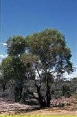 Perenjori, Three Springs, Wongan-Ballidu, Woodanilling, Yalgoo, Yilgarn good shelter or windbreak Eucalyptus kondininensis