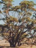 Eucalyptus leucoxylon Rosea Tree 10-20m h Flw:red pink Winter Sand,Loam,Adaptable SA, VIC Eucalyptus leucoxylon ssp megalocarpa
