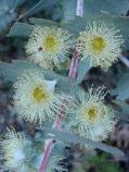 Black Cockatoo : Good food source Eucalyptus pluricaulis Multi-stemmed mallee 3-5m h Flw:Small yellow Autumn