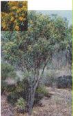 Acacia microbotrya Manna Wattle, Gum Wattle bushy shrub or tree 1.