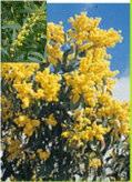 4-2m h x 2m w Flw:yellow Jul TO Nov Sand,Gravel,Coastal Esperance, Ravensthorpe Acacia redolens spreading shrub or tree 0.