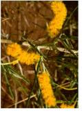 5-6m h x 3- Golden Wreath Wattle, Orange Flw:yellow July - November Wattle Coastal,Moist,Adaptable Avon Wheatbelt P1, Avon Wheatbelt P2, Dandaragan Plateau,