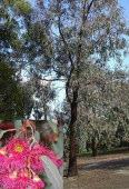 Forest, Perth, Southern Jarrah Forest, Warren, Western Mallee Black Cockatoo : roosting tree Eucalyptus salmonophloia Salmon Gum Tree 4-30m h