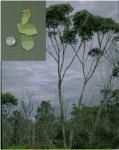 Eucalyptus uncinata Hook leaved mallee Mallee or tree (rarely) 1-8m h Flw:white-cream Jan to Apr Sand,Coastal Albany, Brookton, Broomehill-Tambellup, Cranbrook, Dumbleyung, Dundas,