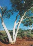 (Platypus var heterophylla) Eucalyptus victrix Western Coolabah Spreading tree 1-12m h x 5-6m w Flw:white-cream Nov or Jan to Mar Sand,Loam,Clay,Adaptable Ashburton, Broome,