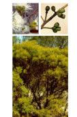 Eucalyptus xanthonema Mallee 1-5m h Flw:white-cream Sep to Dec or Jan to Feb Gravel Gnowangerup, Jerramungup, Narrogin