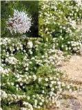 5m w Flw:Apricot spring summer Cultivar Frost and Drought tolerant Grevillea Bonnie Prince Charlie Speading shrub 0.