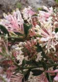 Grevillea vestita Pink Flowers Erect. spreading. prickly shrub 0.5-3m h x 3.